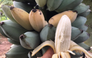 Bananas 456