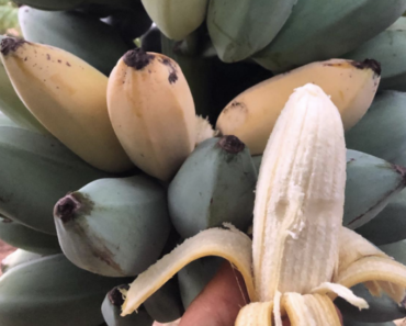 Plant Bananas In Your Garden & See What Happens 1 Week Later