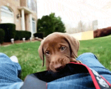 The 10 Cutest Puppy Breeds (Undeniable & Adorable Proof!)
