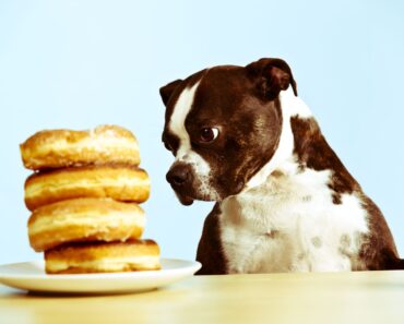 Beware! Surprisingly Dangerous Foods That Can Harm Your Beloved Dog